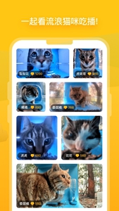 街猫app正版2024